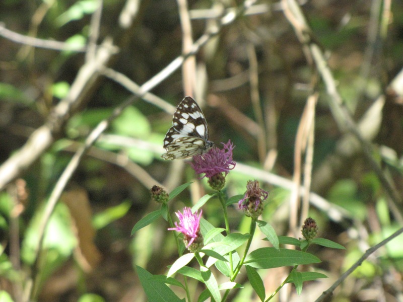 maschio di Melanargia galathea?